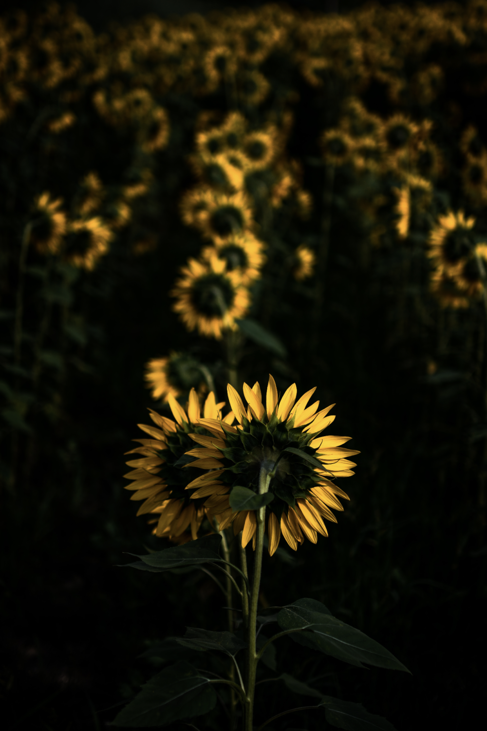 //www.eleonoraiampieri.it/wp-content/uploads/2024/02/Schermata-2023-03-27-alle-12.49.27-1000x1500-1.png
